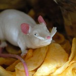 mouseandchips mouseandchips
