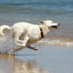 dog-running-300x200